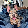 Dior joined the competition — help win amazing prizes! puppy, dog, french_bulldog, pet, animal, sitting, tongue_out, happy, ears, blue_blanket, bedroom, bed, cozy, indoor, portrait, closeup, brindle, short_fur, gaming_screen, window