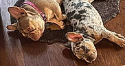 Dior is registered to the contest to win money with this photo: dogs, two_dogs, pets, sleeping, lying_down, sprawled, rug, wood_floor, indoors, home, french_bulldog, bulldog, brown_dog, spotted_dog, pink_collar, animal, cute, relaxed, funny_pose, nap
