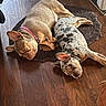 dogs, two_dogs, pets, sleeping, lying_down, sprawled, rug, wood_floor, indoors, home, french_bulldog, bulldog, brown_dog, spotted_dog, pink_collar, animal, cute, relaxed, funny_pose, nap