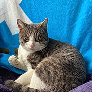 Zelda participe au concours pour gagner de l'argent avec cette photo : cat, grey, white, pet, feline, animal, resting, soft_texture, blanket, purple, blue_background, whiskers, paw, fur, indoor, cute, relaxed, looking_at_camera, curious, domestic_animal