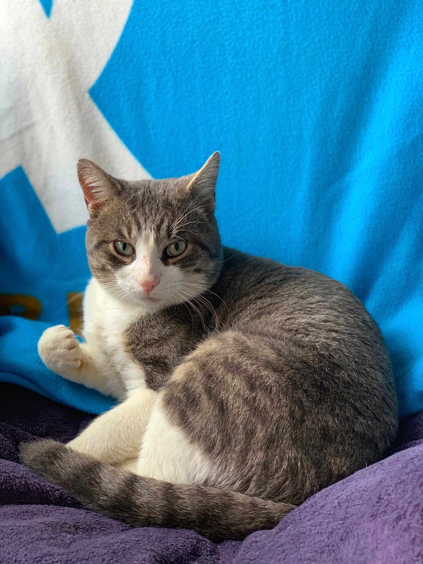 Zelda participe au concours pour gagner de l'argent avec cette photo : cat, grey, white, pet, feline, animal, resting, soft_texture, blanket, purple, blue_background, whiskers, paw, fur, indoor, cute, relaxed, looking_at_camera, curious, domestic_animal