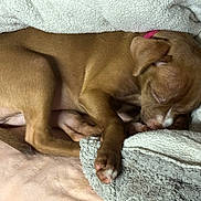 Princess is registered to the contest to win money with this photo: animal, blanket, brown_fur, closed_eyes, cozy, curled_up, cute, dog, indoors, paws, pet, pink_collar, portrait, puppy, relaxed, resting, sleeping, snout, soft_bedding, white_marking