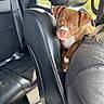 Princess is registered to the contest to win money with this photo: backseat, blue_eyes, brown_fur, car, car_interior, cute, daylight, dog, floppy_ears, indoors, leather_seats, passenger, paw, pet, pink_nose, puppy, sitting, travel, vehicle, white_chest