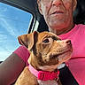 Princess joined the competition — help win amazing prizes! animal, blue_sky, brown_dog, car, car_interior, dog, face, outdoor, person, pet, pink_collar, portrait, puppy, road_trip, seatbelt, selfie, sunlight, vehicle, white_chest, woman