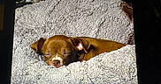 Princess joined the competition — help win amazing prizes! bed, blanket, brown_dog, closed_eyes, cozy, cute, dog, fur, indoors, nap, phone_screen, photograph, portrait, puppy, relaxed, resting, sleeping, small_dog, snuggled, textile