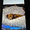 bed, blanket, brown_dog, closed_eyes, cozy, cute, dog, fur, indoors, nap, phone_screen, photograph, portrait, puppy, relaxed, resting, sleeping, small_dog, snuggled, textile
