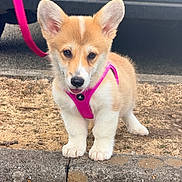 Baya a rejoint le concours — aidez-le/la à gagner de superbes lots ! puppy, dog, corgi, pink_harness, leash, outdoor, grass, concrete, curious, fluffy, ears, pet, animal, young, cute, walking, sidewalk, nature, canine, small