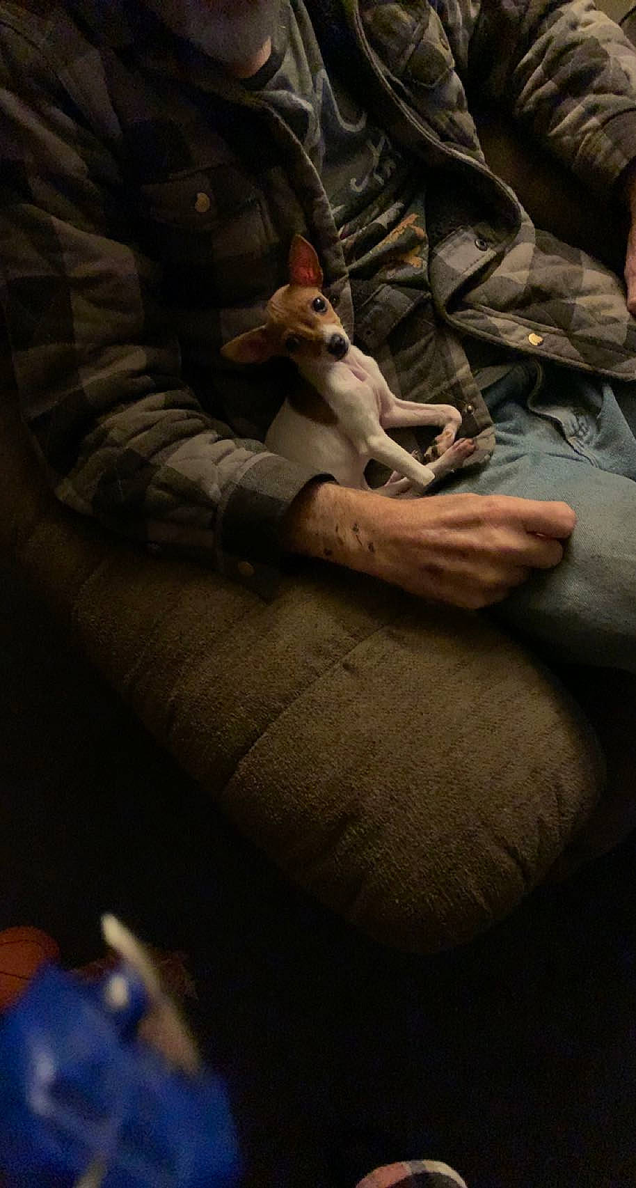 Gypsy is registered to the contest to win money with this photo: abdomen, comfort, companion_dog, darkness, elbow, felidae, flesh, foot, fur, gesture, human_body, human_leg, knee, linens, nail, sitting, thigh, tints_and_shades, wood, wrist