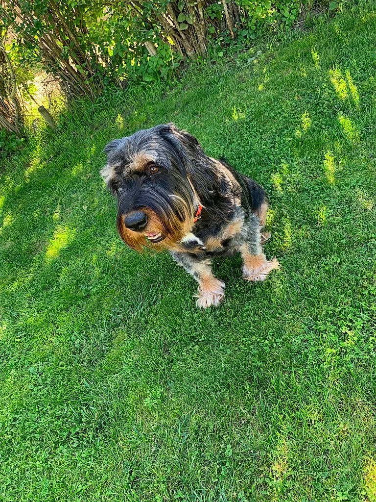 Ludzie a rejoint le concours — aidez-le/la à gagner de superbes lots ! canidae, carnivore, companion_dog, dog, dog_breed, garden, grass, groundcover, lawn, plant, puppy, small_terrier, sporting_group, tail, terrier, toy_dog, water_dog, working_animal, working_dog