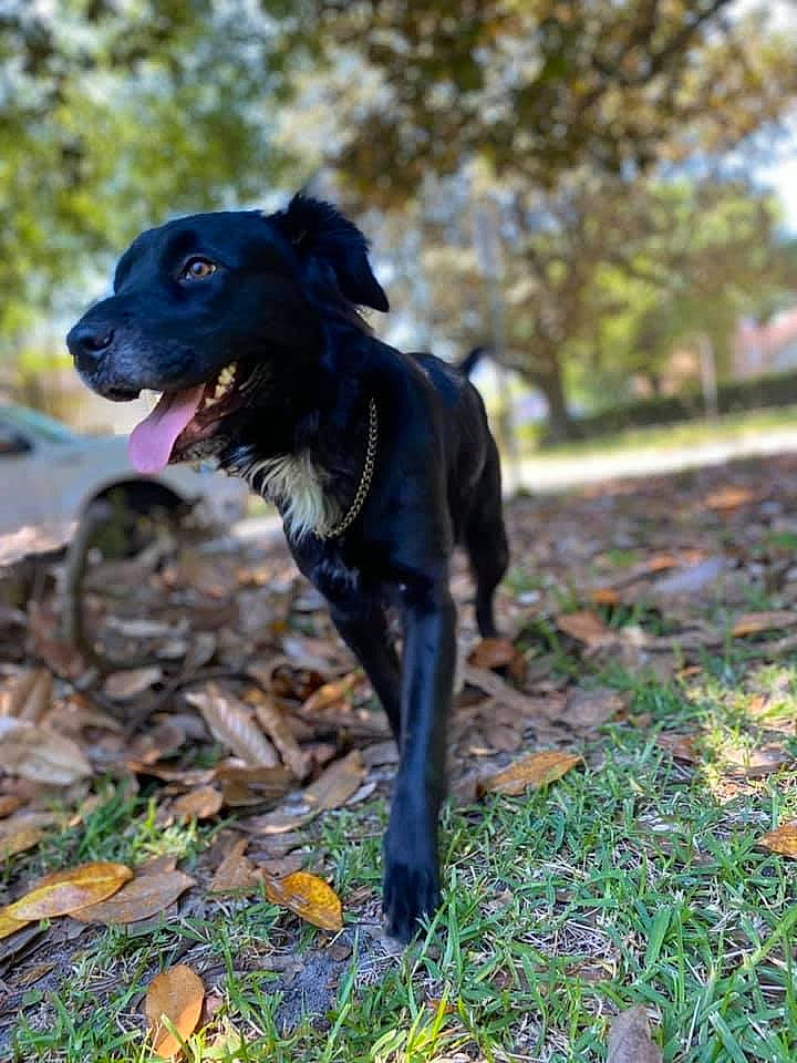 Charlie joined the competition — help win amazing prizes! canidae, carnivore, companion_dog, dog, dog_breed, hunting_dog, labrador_retriever, mammal, patterdale_terrier, plant, rare_breed_dog, sporting_group