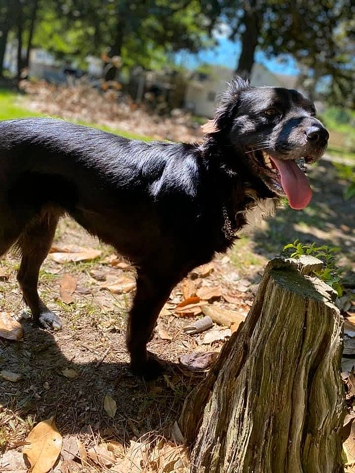 Charlie is registered to the contest to win money with this photo: canidae, carnivore, companion_dog, dog, dog_breed, hunting_dog, mammal, rare_breed_dog, sporting_group, vertebrate