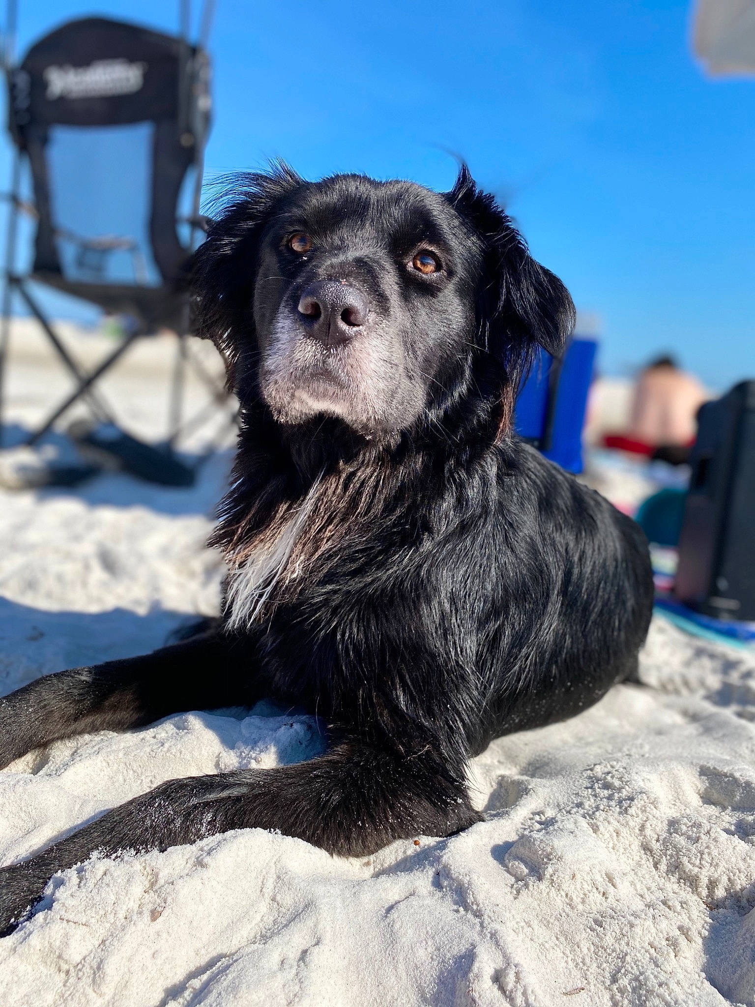 Charlie is registered to the contest to win money with this photo: boykin_spaniel, canidae, carnivore, companion_dog, dog, dog_breed, flat_coated_retriever, mammal, puppy, rare_breed_dog, spaniel, sporting_group, vertebrate
