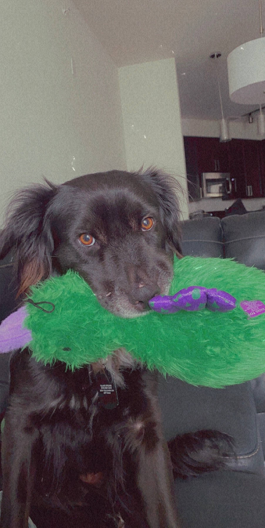 Charlie joined the competition — help win amazing prizes! beagador, borador, boykin_spaniel, canidae, carnivore, dog, dog_breed, flat_coated_retriever, german_longhaired_pointer, hovawart, liver, retriever, small_greek_domestic_dog, snout, spaniel, sporting_group, vertebrate