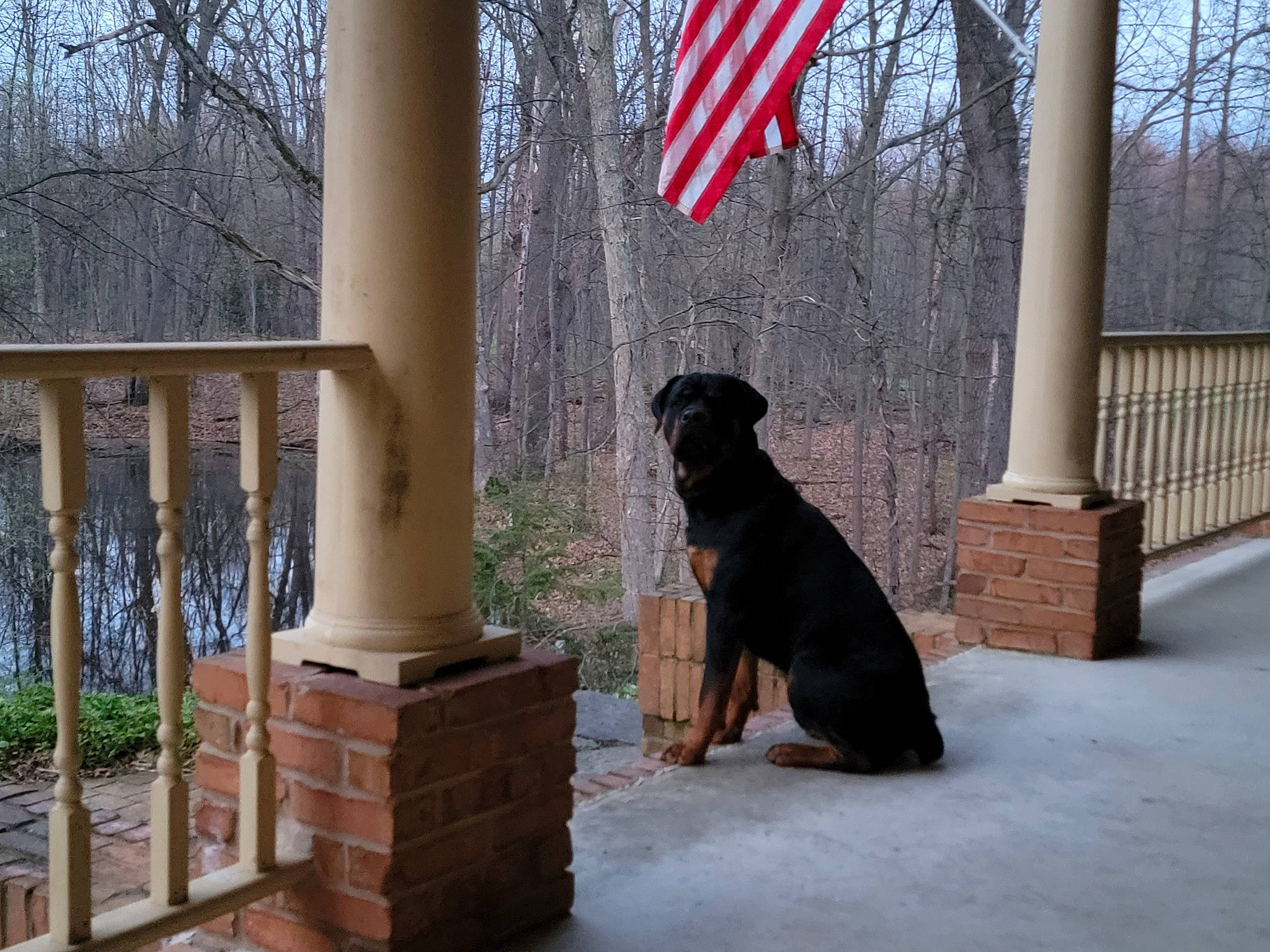 Diesel is registered to the contest to win money with this photo: art, canidae, carnivore, companion_dog, dog, dog_breed, fawn, flag, flag_day_usa, flag_of_the_united_states, guard_dog, hardwood, plant, sky, sporting_group, tail, tree, winter, wood, working_dog
