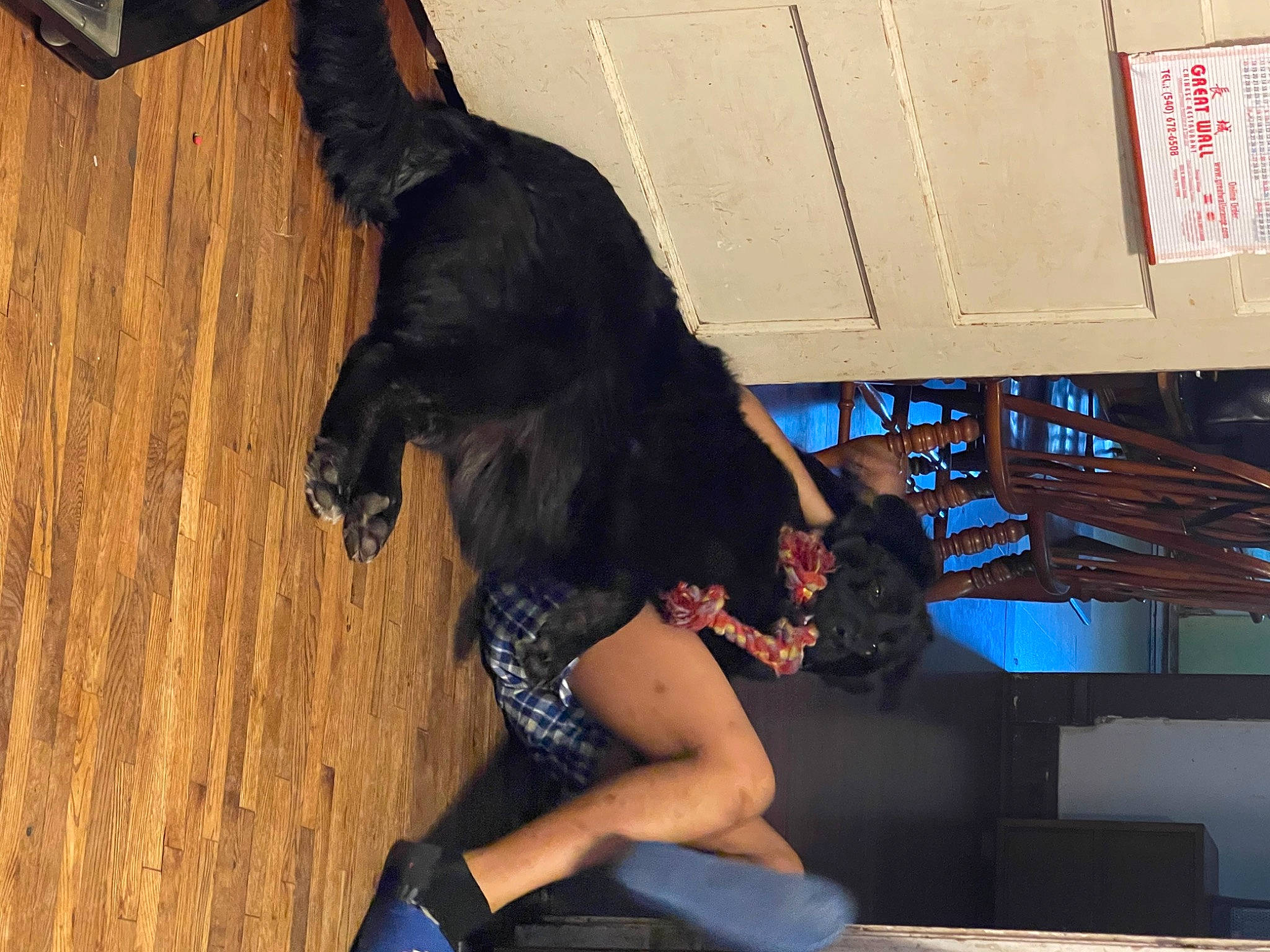 Bear Bear is registered to the contest to win money with this photo: canidae, carnivore, companion_dog, dog, dog_breed, electric_blue, event, flooring, fun, fur, guard_dog, human_leg, knee, leg, performing_arts, sandal, sporting_group, tail, thigh, wood