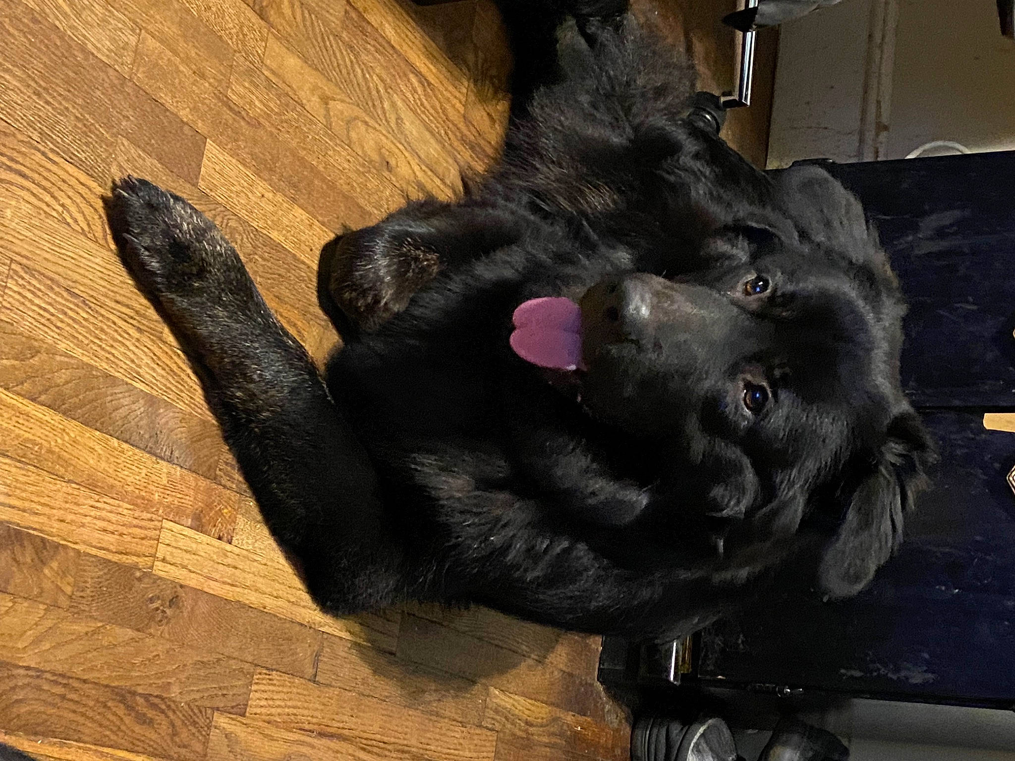 Bear Bear is registered to the contest to win money with this photo: borador, canidae, carnivore, claw, companion_dog, dog, dog_breed, ear, fur, gesture, hardwood, liver, natural_material, plank, snout, sporting_group, tail, wood, wood_stain, working_animal