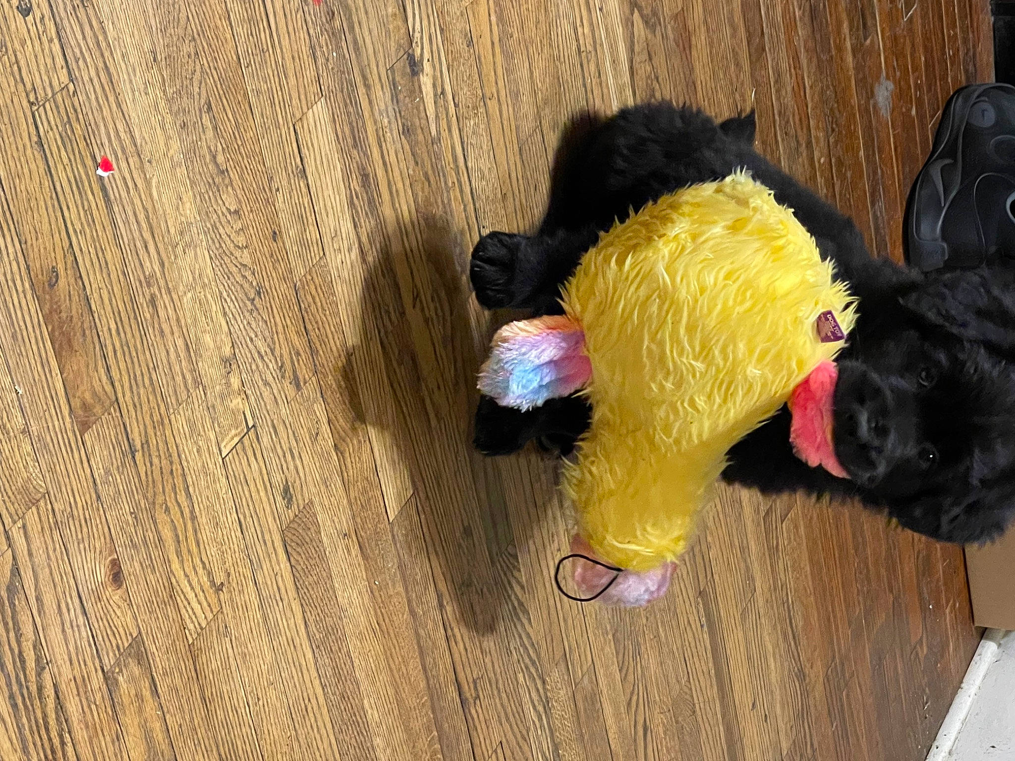 Bear Bear is registered to the contest to win money with this photo: canidae, companion_dog, dog_breed, dog_supply, flooring, fur, hardwood, magenta, natural_material, plank, plush, plywood, stuffed_toy, tail, toy, varnish, water_dog, wood, wood_flooring, wood_stain