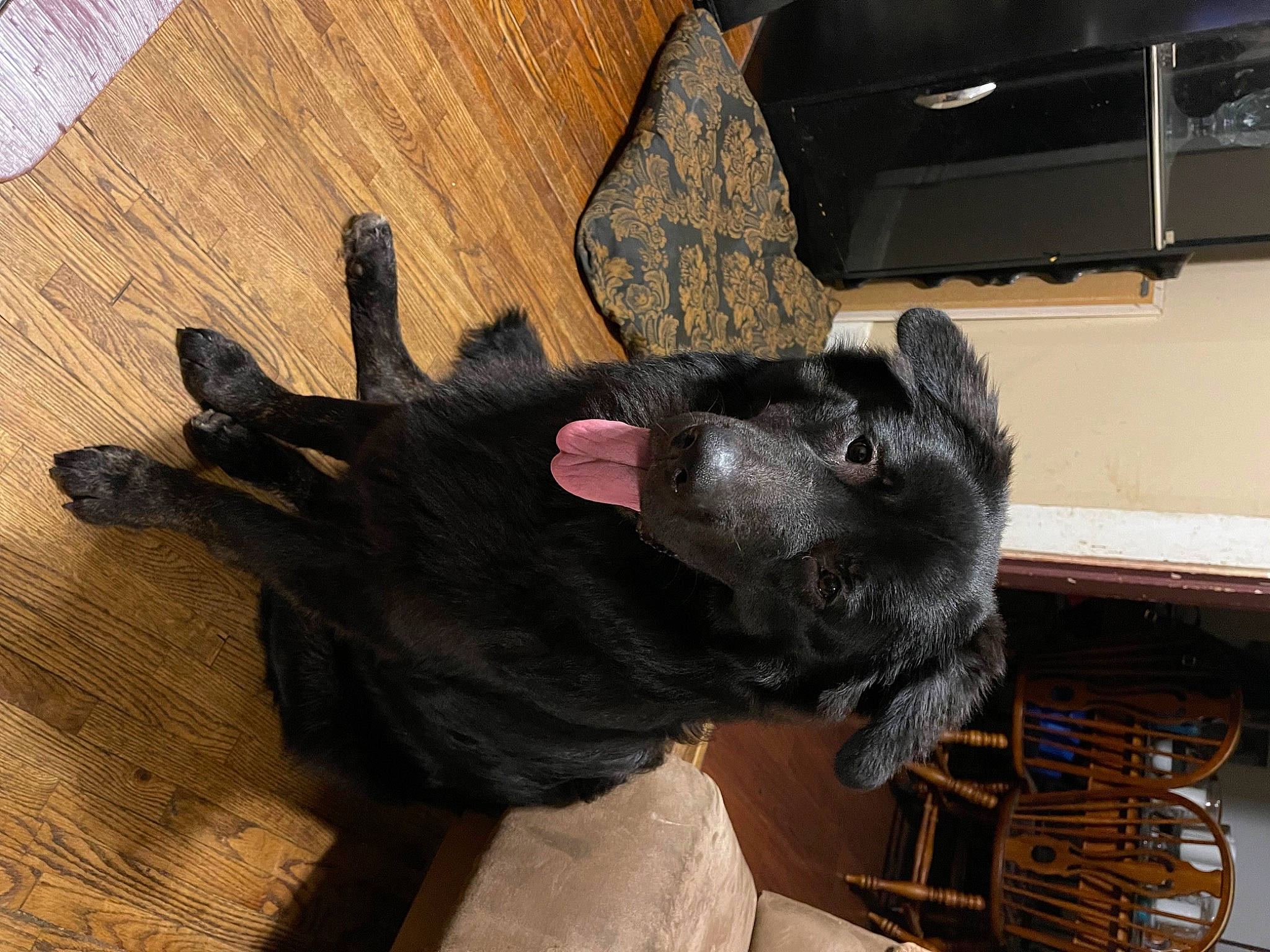 Bear Bear is registered to the contest to win money with this photo: carnivore, comfort, companion_dog, computer_keyboard, computer_monitor, dog, dog_breed, ear, felidae, flooring, fur, gesture, hardwood, small_to_medium_sized_cats, snout, sporting_group, tail, television, wood, wood_stain