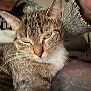 Sage is registered to the contest to win money with this photo: animal, cat, close_up, comfort, cozy, domestic_animal, ears, face, feline, fur, indoor, knitted_sweater, lap, mammal, person, pet, relaxed, resting, tabby, whiskers