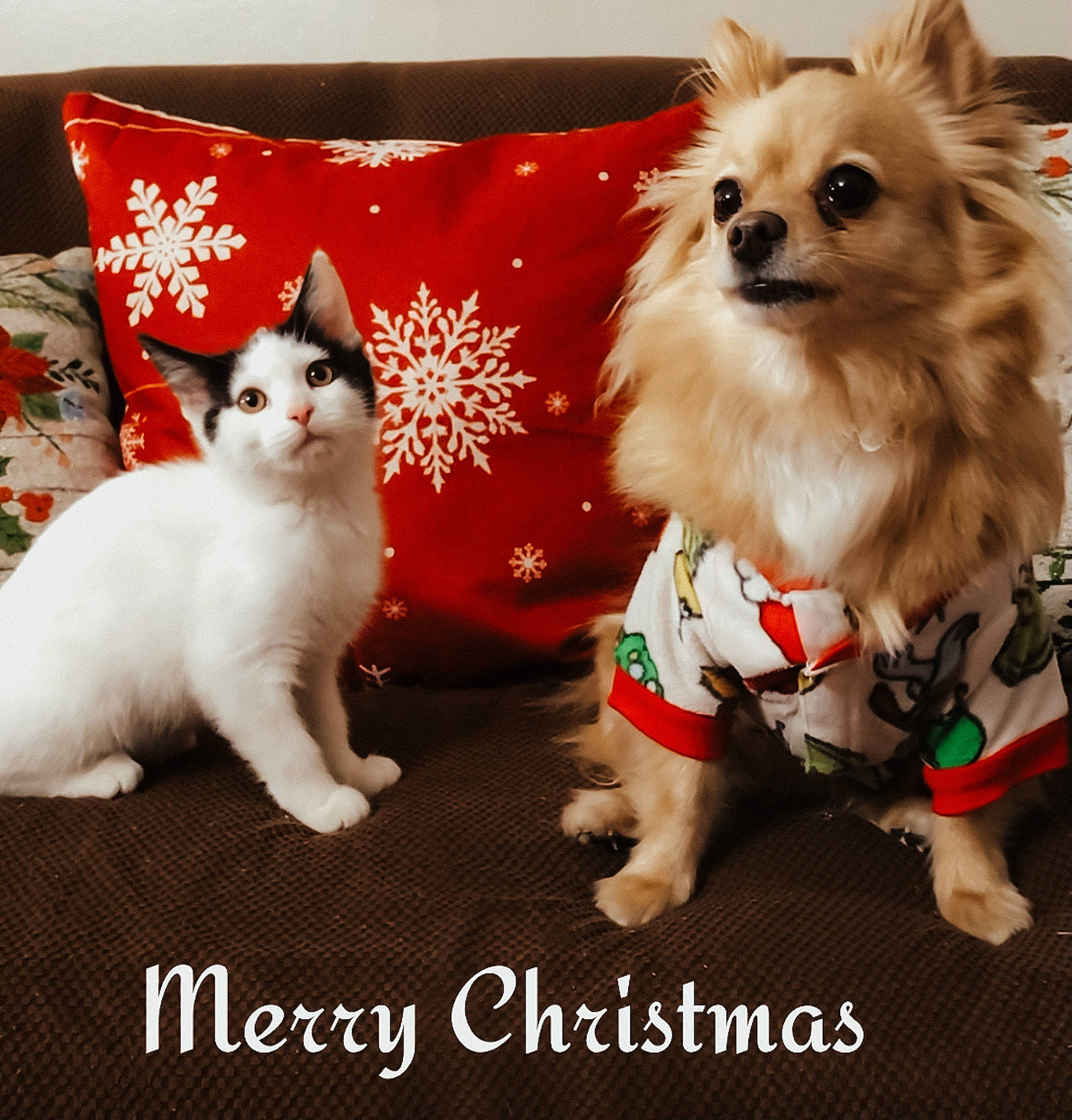 Foxy is registered to the contest to win money with this photo: carnivore, cat, comfort, companion_dog, dog, dog_supply, fawn, felidae, font, fur, german_spitz, pet_supply, pillow, rectangle, small_to_medium_sized_cats, snout, tail, toy_dog, whiskers, white