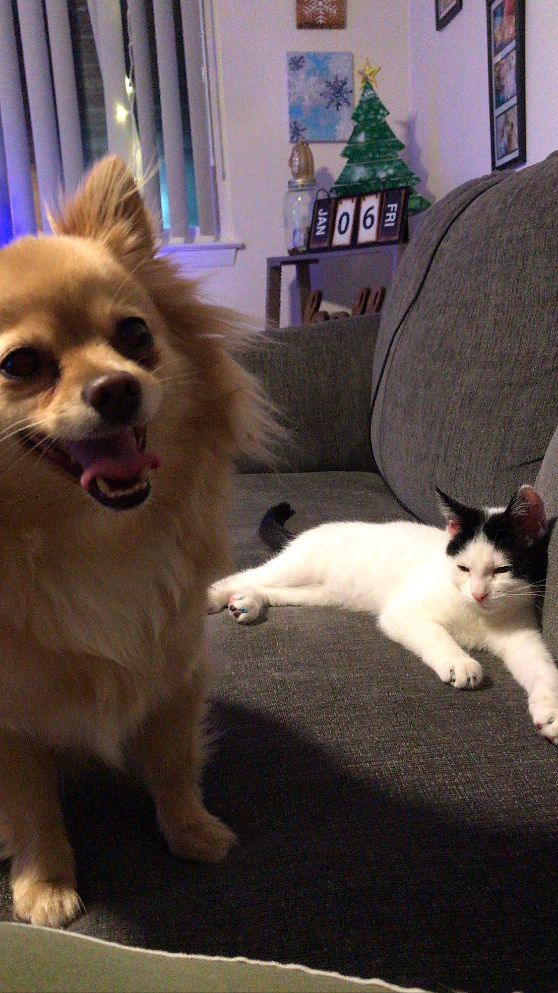 Foxy is registered to the contest to win money with this photo: carnivore, cat, comfort, companion_dog, dog, dog_breed, dog_supply, domestic_short_haired_cat, fawn, felidae, fur, german_spitz, german_spitz_klein, picture_frame, small_to_medium_sized_cats, snout, spitz, tail, toy_dog, whiskers