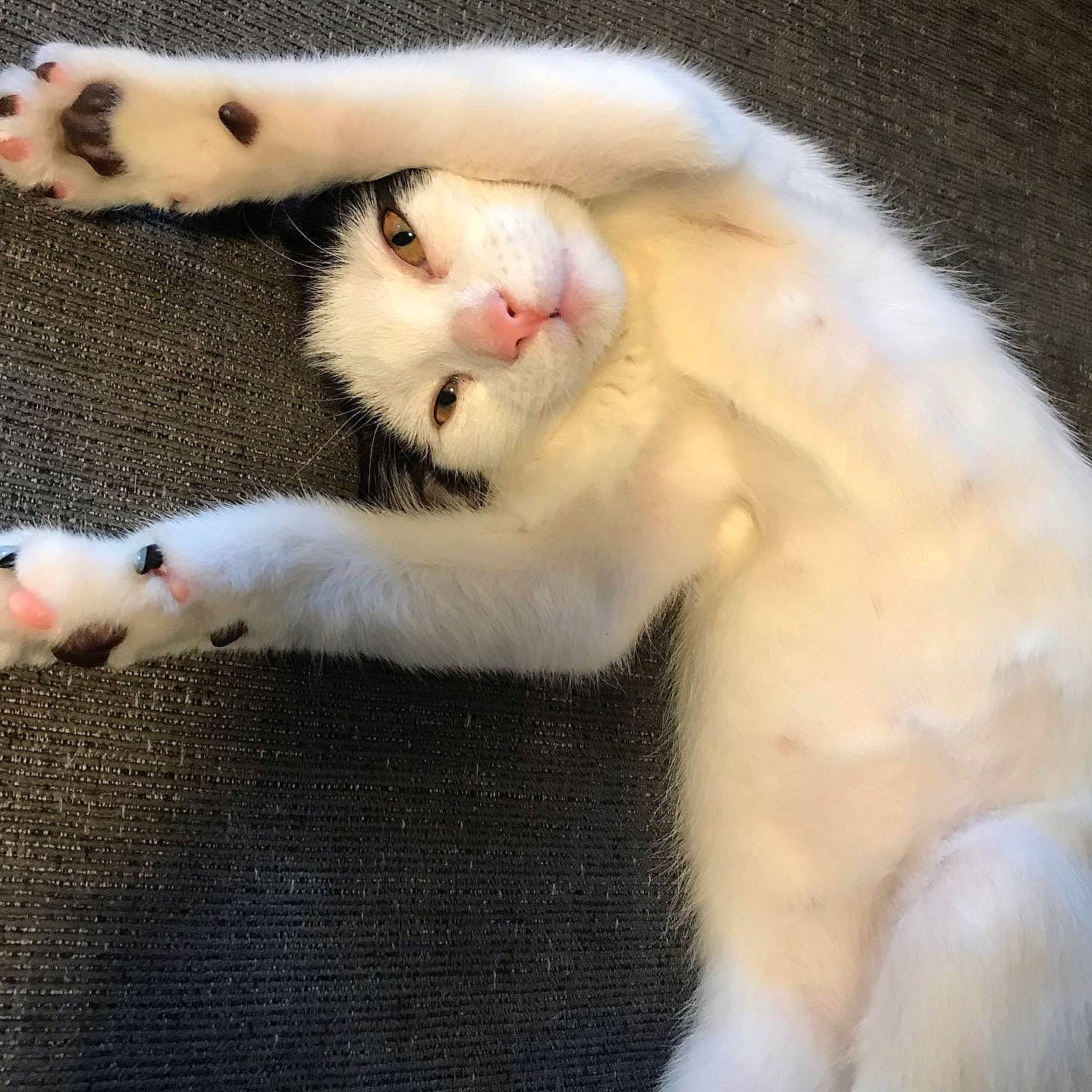 Dip joined the competition — help win amazing prizes! carnivore, cat, claw, comfort, domestic_short_haired_cat, fang, fawn, felidae, fur, paw, small_to_medium_sized_cats, snout, tail, terrestrial_animal, whiskers