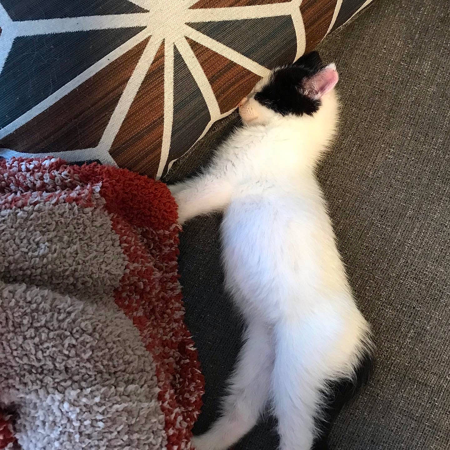 Dip joined the competition — help win amazing prizes! carnivore, cat, claw, domestic_short_haired_cat, fashion_accessory, fawn, felidae, foot, formal_wear, fur, lap, linens, pattern, paw, small_to_medium_sized_cats, snout, tail, umbrella, whiskers, woven_fabric