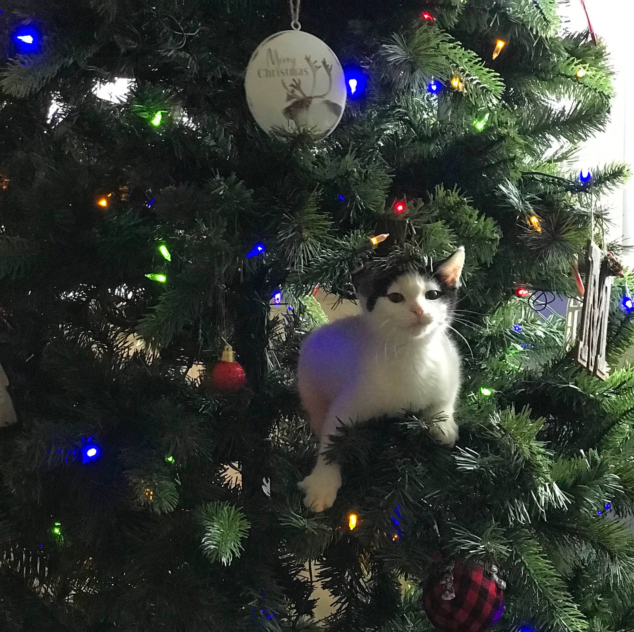 Dip joined the competition — help win amazing prizes! carnivore, cat, christmas, christmas_decoration, christmas_ornament, christmas_tree, conifer, electric_blue, event, evergreen, felidae, grass, holiday, holiday_ornament, larch, light, organism, ornament, toy, tradition