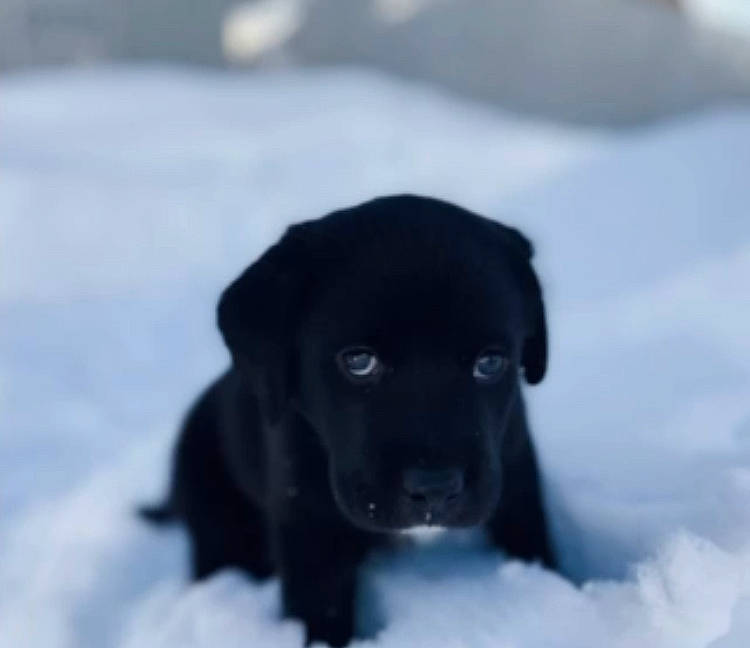 Cinder is registered to the contest to win money with this photo: borador, canidae, carnivore, companion_dog, dog, dog_breed, dog_collar, event, freezing, fur, gun_dog, labrador_retriever, precipitation, retriever, snow, sporting_group, terrestrial_animal, whiskers, winter, working_animal