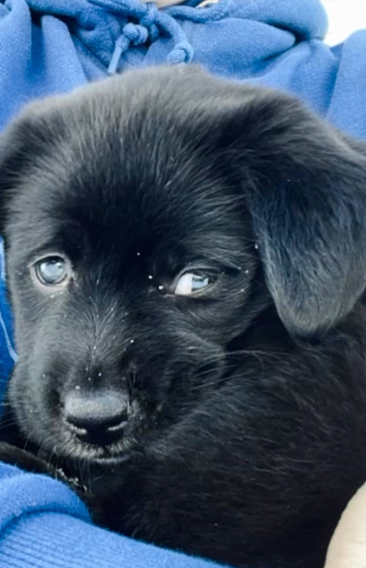 Cinder joined the competition — help win amazing prizes! blue, borador, canidae, carnivore, close_up, companion_dog, dog, dog_breed, electric_blue, fawn, fur, liver, non_sporting_group, puppy, snout, sporting_group, terrestrial_animal, toy_dog, whiskers, working_animal