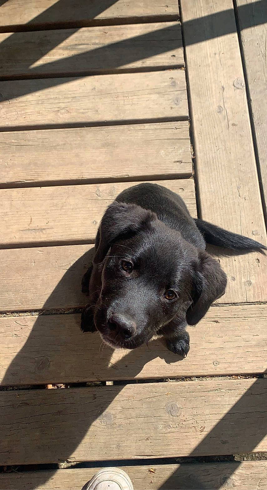 Cinder joined the competition — help win amazing prizes! borador, canidae, carnivore, companion_dog, dog, dog_breed, fur, gun_dog, hardwood, plank, retriever, shadow, snout, sporting_group, tail, terrestrial_animal, whiskers, wood, wood_stain, working_animal