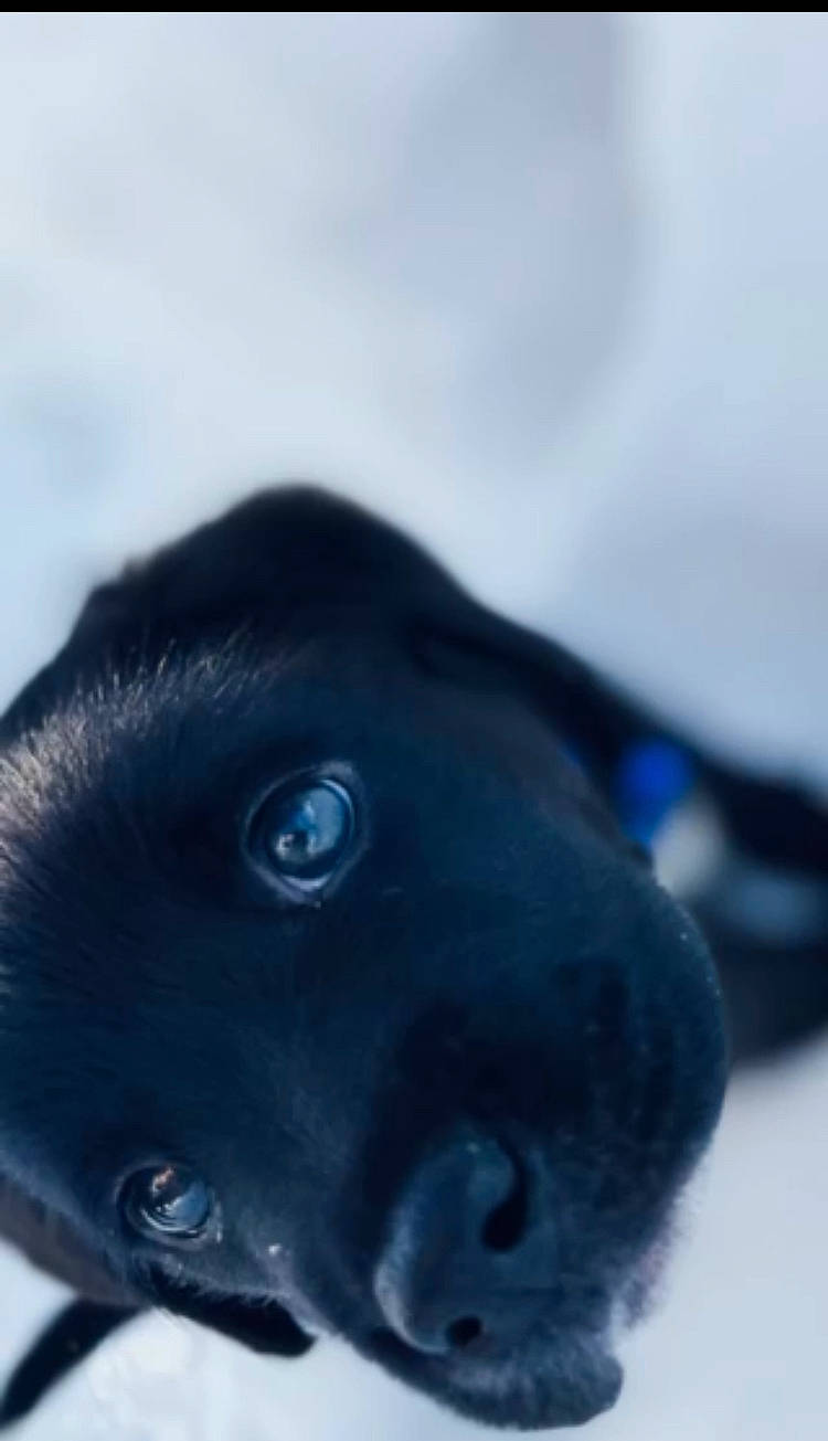 Cinder is registered to the contest to win money with this photo: azure, borador, canidae, carnivore, close_up, cloud, companion_dog, dog, dog_breed, ear, electric_blue, fur, jaw, puppy, sky, snout, sporting_group, terrestrial_animal, whiskers, working_animal
