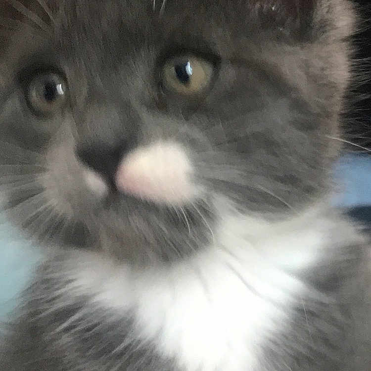 Lips joined the competition — help win amazing prizes! abyssinian, angora, animal, blackcat, bodypart, brasssection, cat, horn, kitten, manx, mouth, musicalinstrument, person, pet, siamese, snout