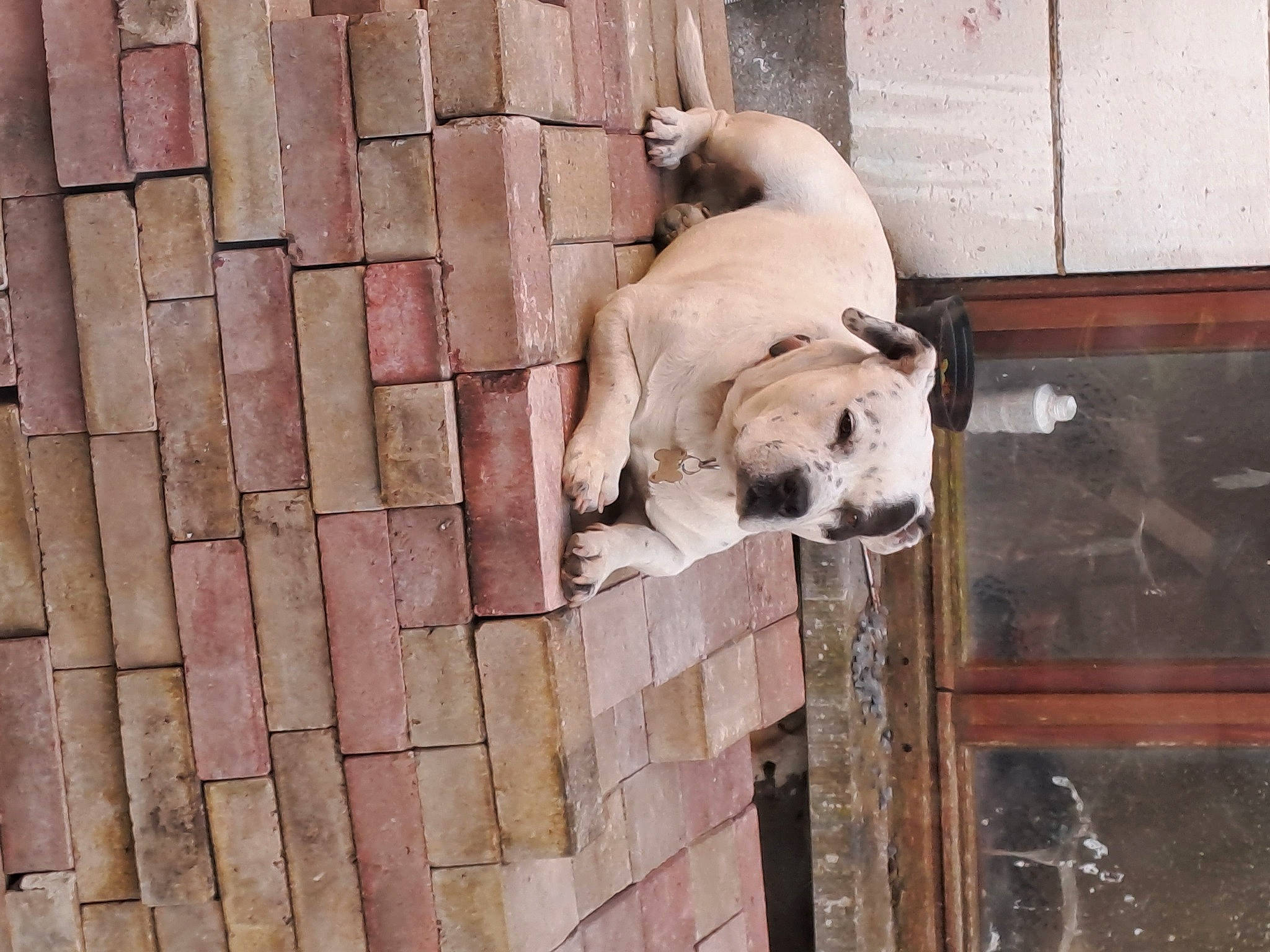 Kyser a rejoint le concours — aidez-le/la à gagner de superbes lots ! canidae, carnivore, companion_dog, dog, dog_breed, door, fawn, non_sporting_group, pet_supply, sporting_group, tail, terrestrial_animal, wood, working_animal