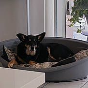 Frida a rejoint le concours — aidez-le/la à gagner de superbes lots ! animal, black_dog, calm, cozy, daylight, dog, domestic, floor, furniture, glass_door, home, houseplant, indoor, pet_bed, pillow, plant, relaxed, resting, tile_floor, window