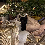 Alphonse a rejoint le concours — aidez-le/la à gagner de superbes lots ! black_cat, christmas_tree, gift_box, string_lights, holiday_decor, cozy_blanket, indoor, festive, curious_cat, night_time, warm_lighting, ornament, pine_needles, wrapped_present, ribbon, soft_texture, animal, pet, holiday_season, decorations