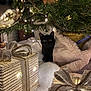 black_cat, christmas_tree, gift_box, string_lights, holiday_decor, cozy_blanket, indoor, festive, curious_cat, night_time, warm_lighting, ornament, pine_needles, wrapped_present, ribbon, soft_texture, animal, pet, holiday_season, decorations