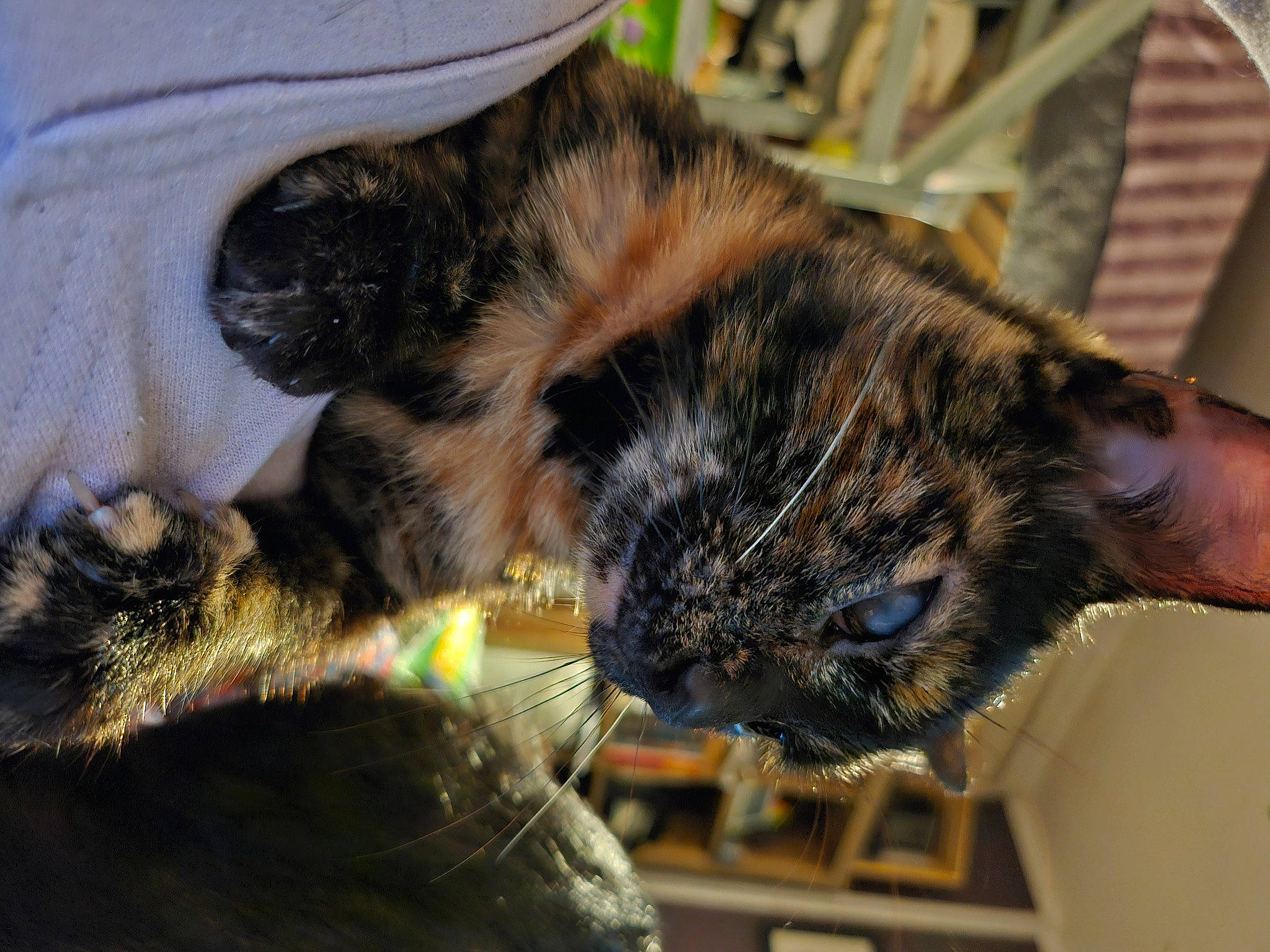 Halo is registered to the contest to win money with this photo: carnivore, cat, claw, comfort, dog_breed, domestic_short_haired_cat, eye, felidae, fur, mammal, nap, paw, sleep, small_to_medium_sized_cats, snout, sporting_group, tail, terrestrial_animal, vertebrate, whiskers