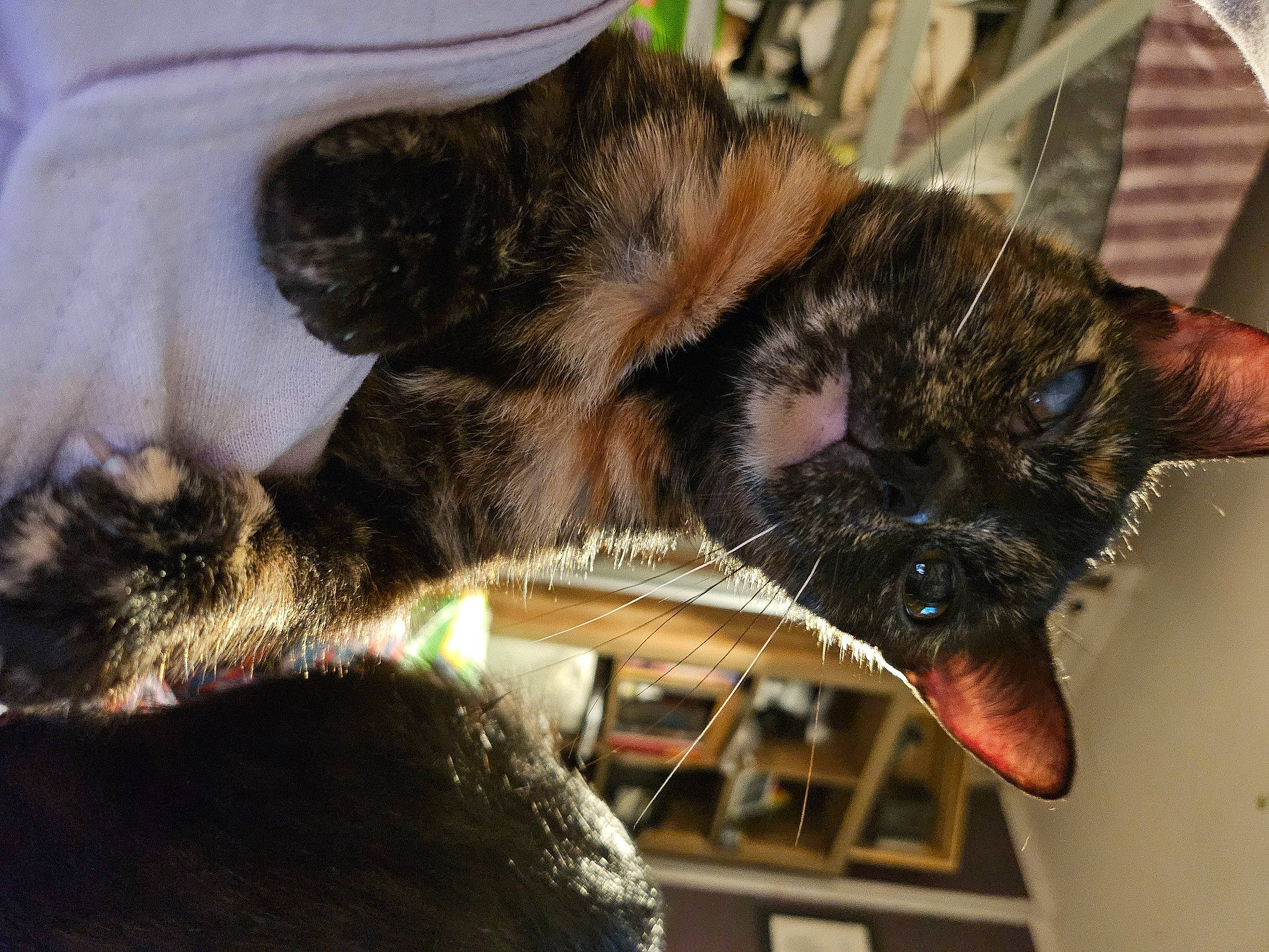 Halo joined the competition — help win amazing prizes! arthropod, bat, canidae, carnivore, cat, claw, comfort, dog_breed, domestic_short_haired_cat, ear, felidae, fur, membrane_winged_insect, paw, small_to_medium_sized_cats, snout, sporting_group, tail, terrestrial_animal, whiskers