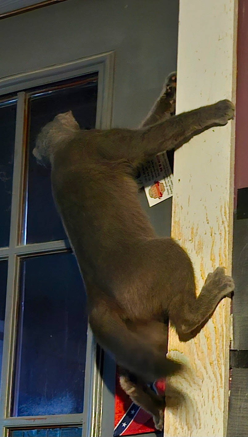 Thunder is registered to the contest to win money with this photo: art, carnivore, fawn, felidae, fur, liver, sculpture, shadow, small_to_medium_sized_cats, snout, tail, terrestrial_animal, visual_arts, window, wood, working_animal