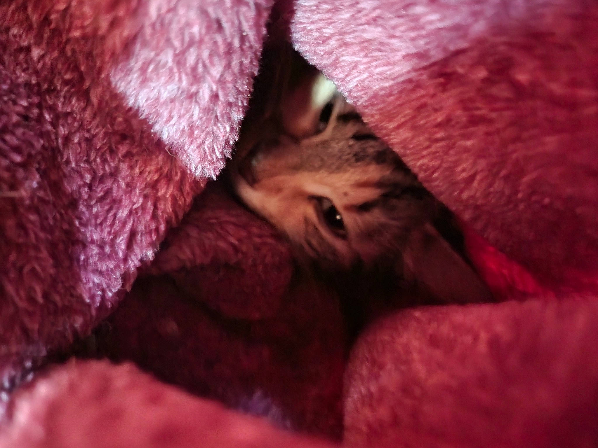 Trixie is registered to the contest to win money with this photo: cap, carmine, cat, felidae, flesh, fur, knitting, linens, liver, magenta, pattern, small_to_medium_sized_cats, thread, weaving, whiskers, wool, woolen, woven_fabric