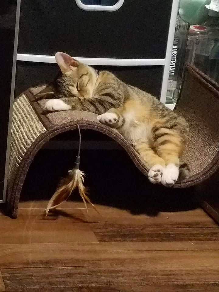 Lucy joined the competition — help win amazing prizes! bengal, carnivore, cat, dragon_li, egyptian_mau, european_shorthair, felidae, fur, furniture, kitten, maine_coon, norwegian_forest_cat, ocicat, paw, pixie_bob, small_to_medium_sized_cats, tabby_cat, tail, whiskers, wood