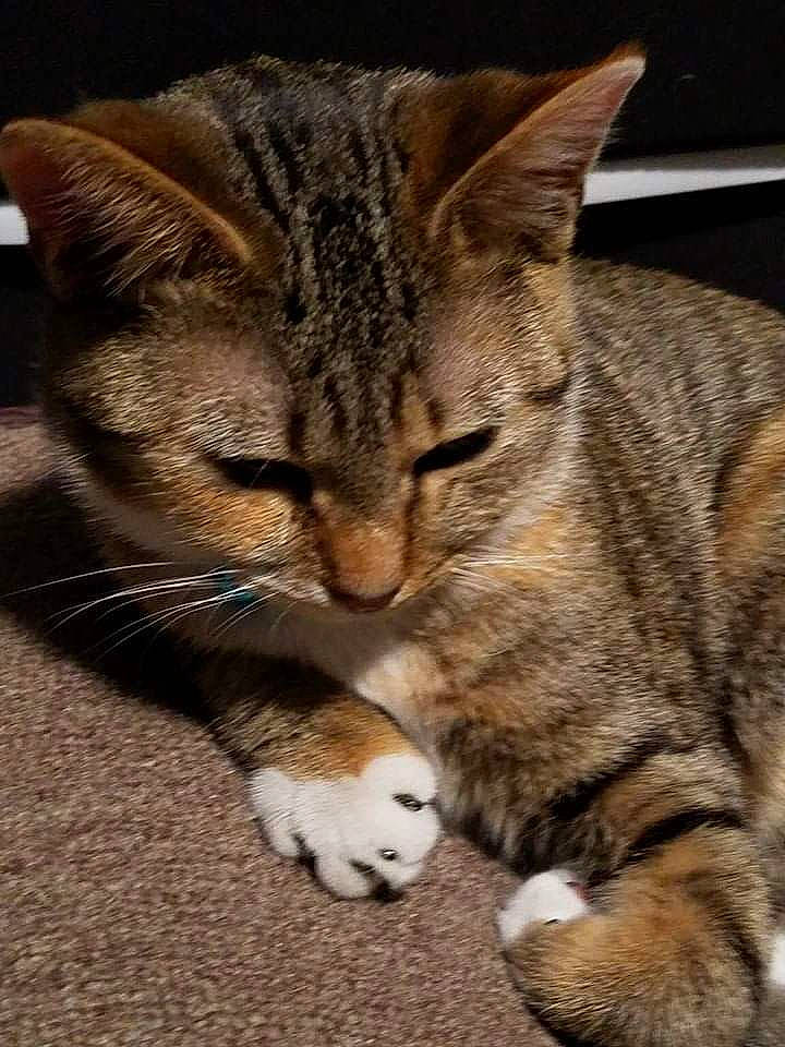 Lucy is registered to the contest to win money with this photo: american_shorthair, american_wirehair, asian, california_spangled, carnivore, cat, domestic_short_haired_cat, dragon_li, european_shorthair, felidae, kitten, mammal, paw, pixie_bob, polydactyl_cat, small_to_medium_sized_cats, snout, tabby_cat, vertebrate, whiskers