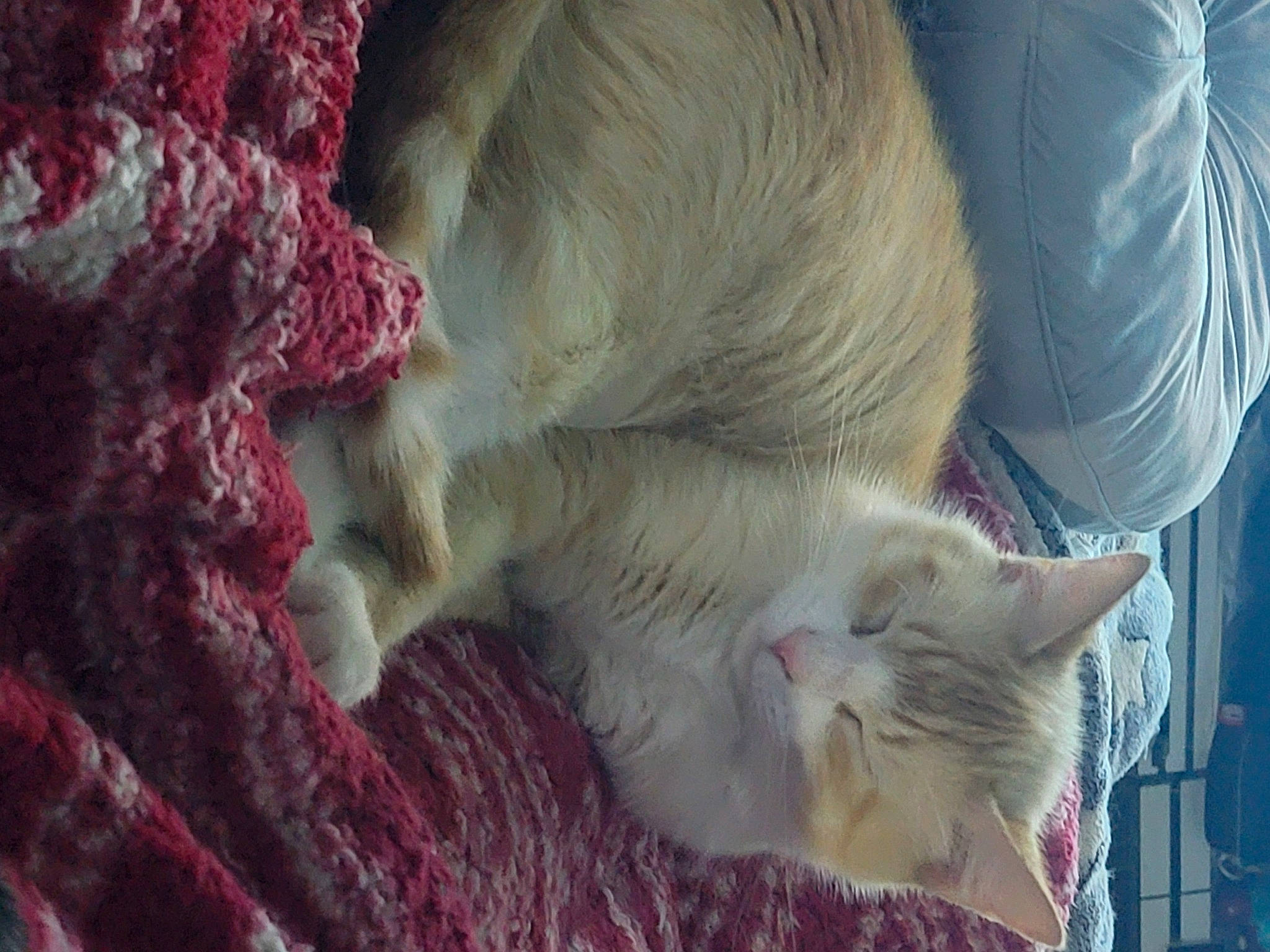 Nicole is registered to the contest to win money with this photo: carnivore, cat, claw, comfort, domestic_short_haired_cat, fawn, felidae, fur, magenta, nap, paw, small_to_medium_sized_cats, snout, tail, whiskers, working_animal