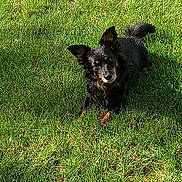 Marley a rejoint le concours — aidez-le/la à gagner de superbes lots ! animal, black_dog, canine, curious, daytime, dog, ears, fur, grass, greenery, lying_down, nature, outdoor, pet, playful, portrait, summer, sunlight, tail, tan_markings
