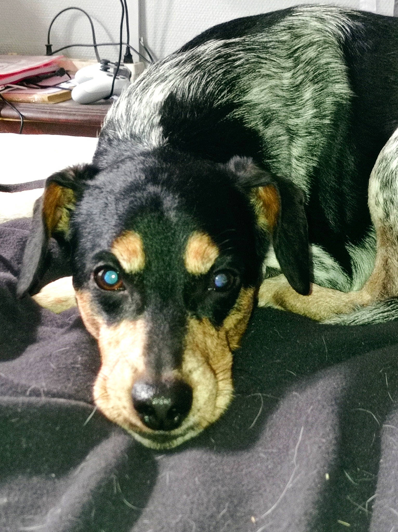 Cooky participe au concours pour gagner de l'argent avec cette photo : canidae, carnivore, companion_dog, dog, dog_breed, fur, guard_dog, paw, pet_supply, plant, puppy, snout, sporting_group, terrestrial_animal, whiskers, working_animal, working_dog