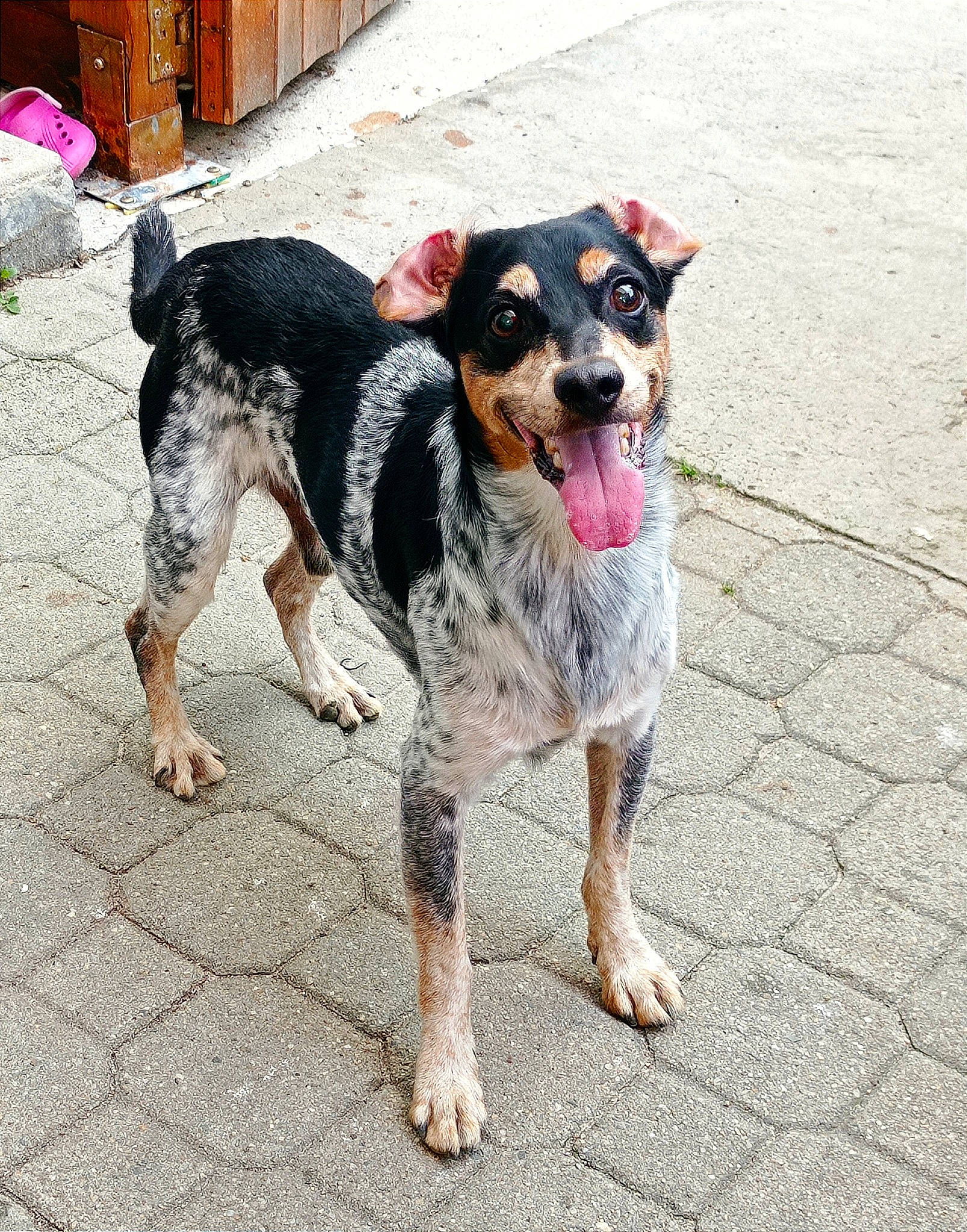 Cooky participe au concours pour gagner de l'argent avec cette photo : canidae, carnivore, companion_dog, dog, dog_breed, dog_supply, foot, fur, paw, road_surface, snout, sporting_group, street, working_animal, working_dog