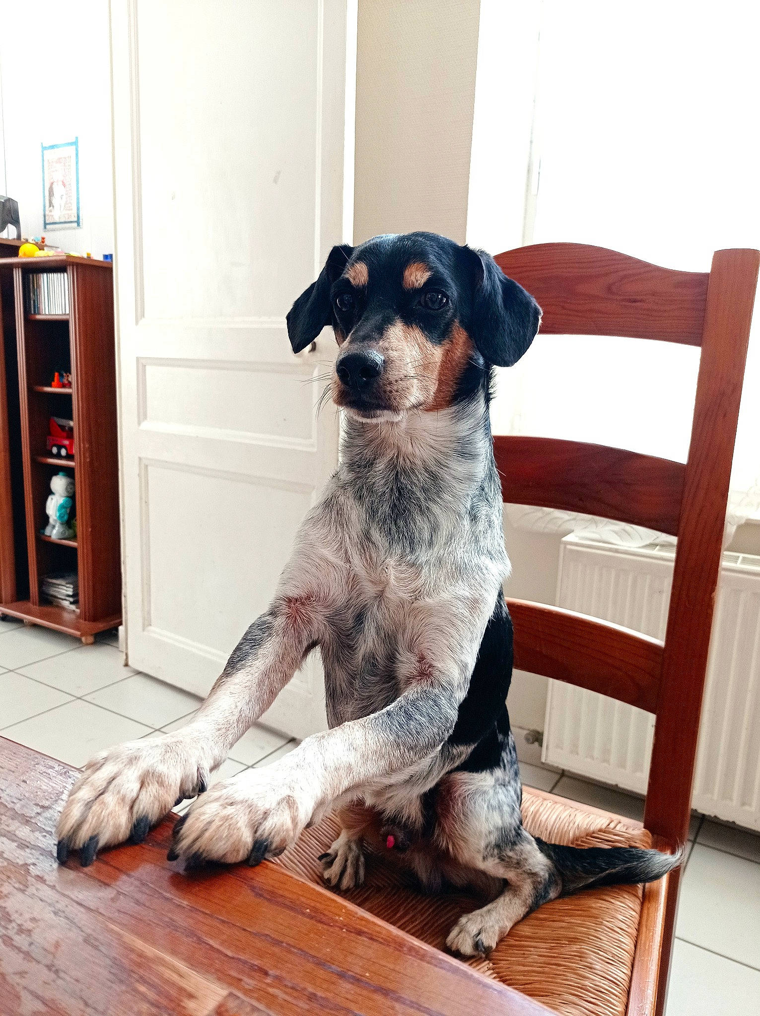 Cooky participe au concours pour gagner de l'argent avec cette photo : bookcase, carnivore, chair, collar, companion_dog, dog, dog_breed, dog_clothes, dog_collar, dog_supply, fawn, flooring, hardwood, pet_supply, shelf, shelving, snout, sporting_group, wood, working_animal