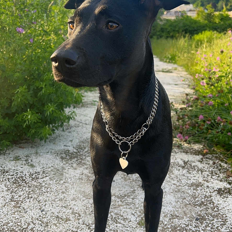 Wilo