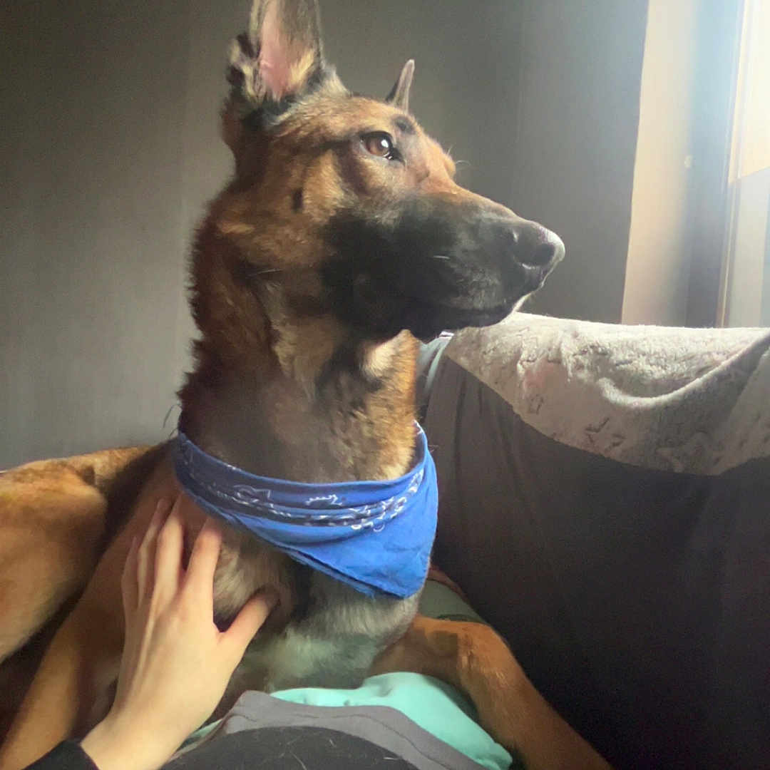 Taiko a rejoint le concours — aidez-le/la à gagner de superbes lots ! accessories, adult, animal, bodypart, canine, collar, couch, dog, finger, furniture, germanshepherd, hand, hound, male, man, person, pet, policedog, puppy, strap